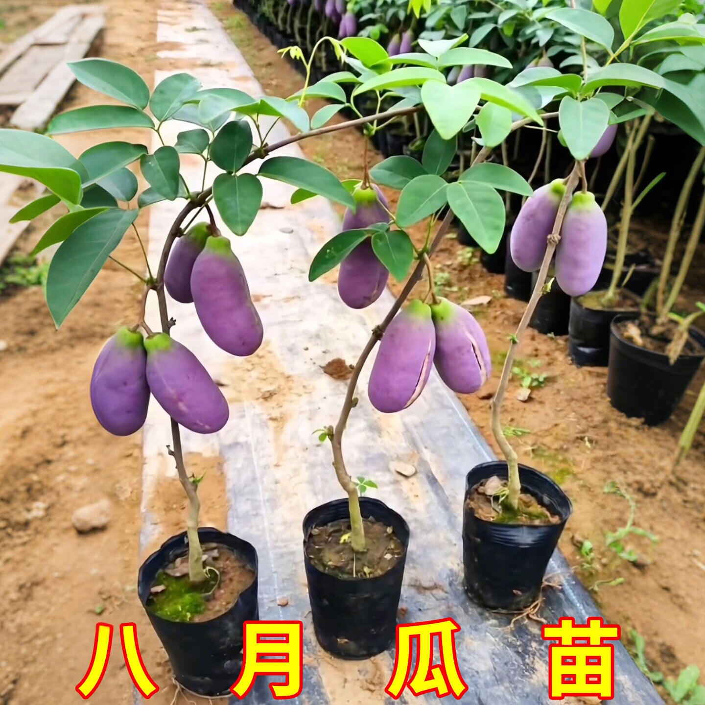 无籽八月瓜树苗大苗八月炸果树苗野果水果苗盆栽南方庭院四季种植