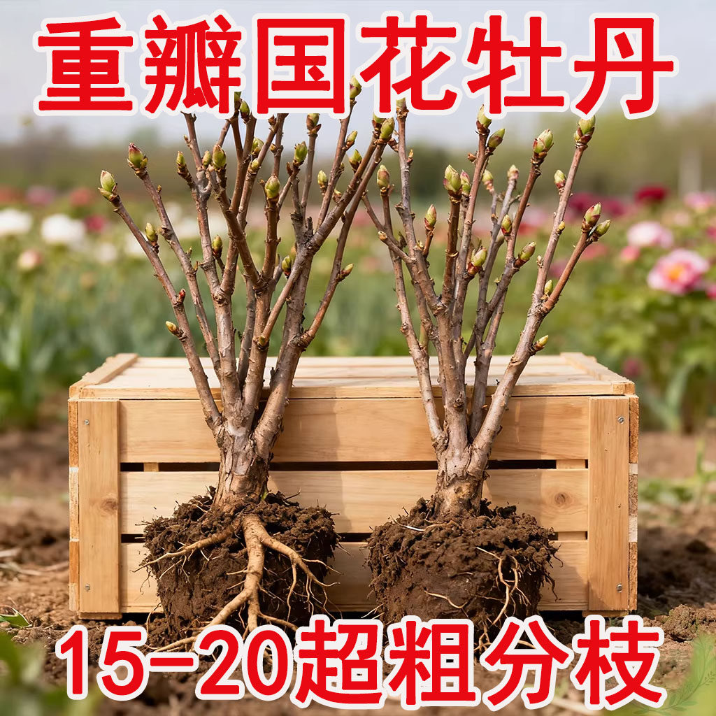 正宗洛阳牡丹花苗大苗花卉植物缠枝牡丹客厅易活好养盆栽庭院树苗