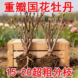 正宗洛阳牡丹花苗大苗花卉植物缠枝牡丹客厅易活好养盆栽庭院树苗