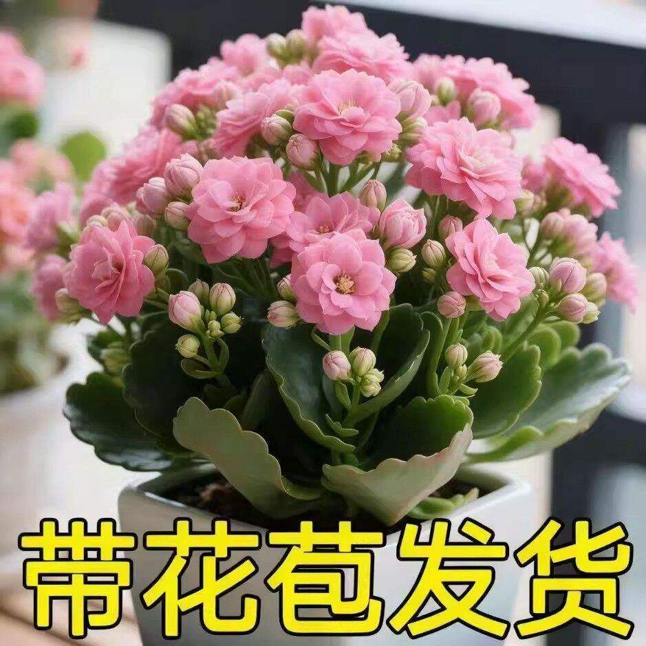 长寿花盆栽花苗带花苞重瓣大花金狐狸室内多年生好养的花卉绿植