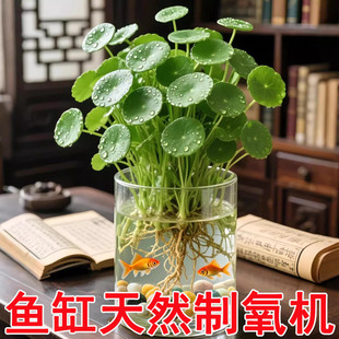 大叶铜钱草水培植物室内好养鱼缸水草专用水养金钱草花卉绿植盆栽