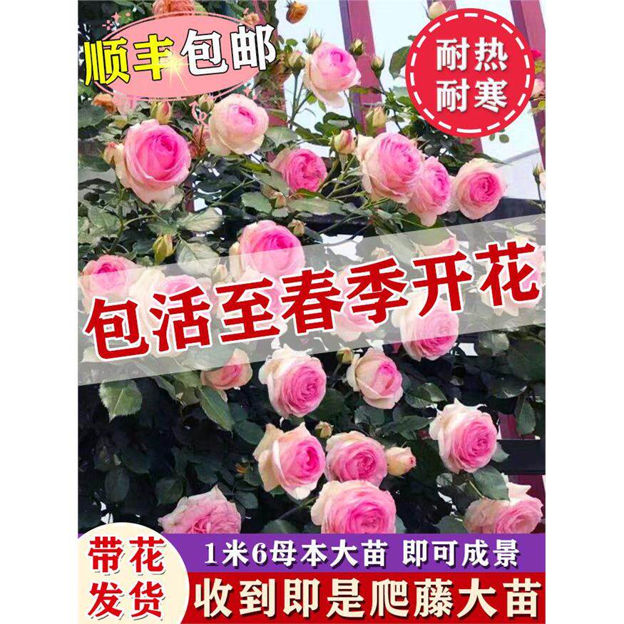 粉龙沙宝石爬藤蔷薇花苗庭院拱门阳台耐寒藤本月季四季特大花玫瑰