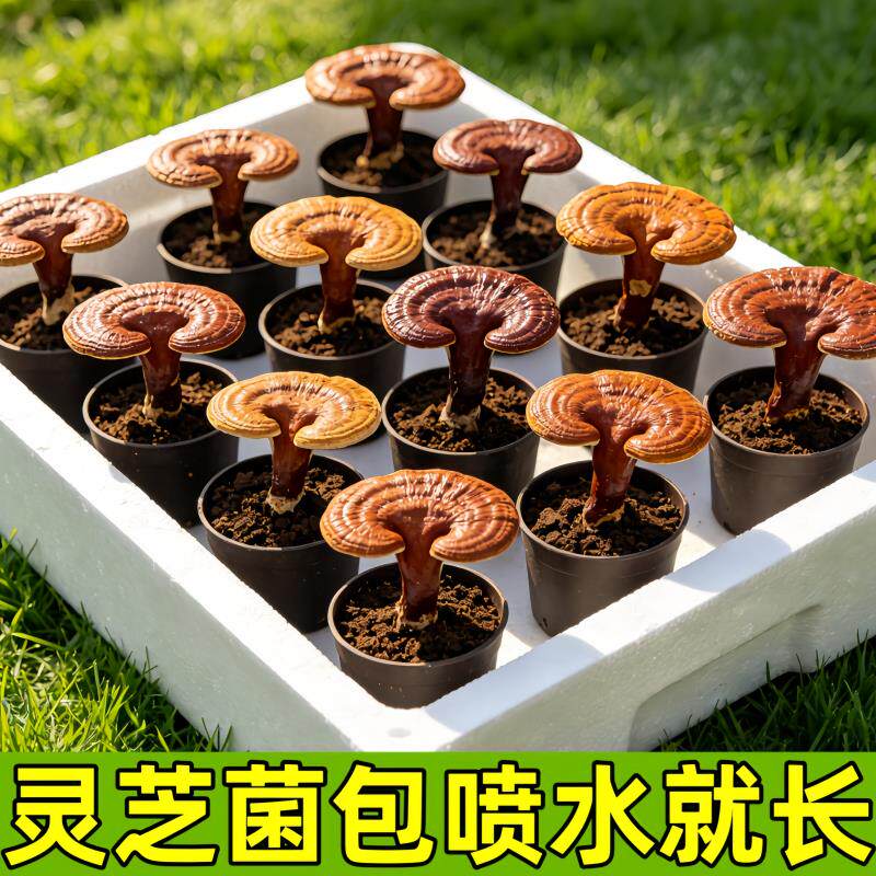 灵芝盆栽灵芝菌种灵芝盆景灵芝种植菌包植物室内好养喜阴菌类种植