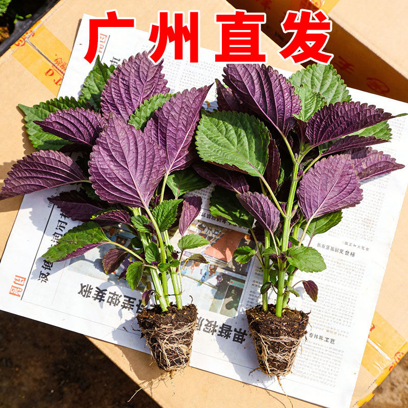 广西紫苏苗带土食用老品种叶药用鲜活阳台盆栽四季菜秧苗好养易活