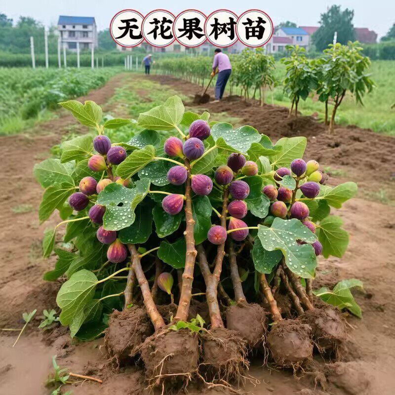 特大无花果苗树带土当年结果盆地栽南方北方庭院种植无花果树果苗