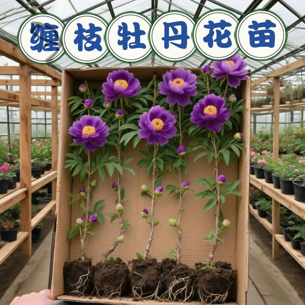 缠枝藤牡丹重瓣花苗盆栽带花苞根茎花园爬藤蔓植物多年生耐寒花卉