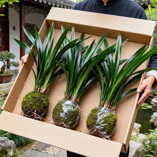 十大兰花四季名贵花卉墨兰精品绿植带花苞盆栽植物适合室内种的花