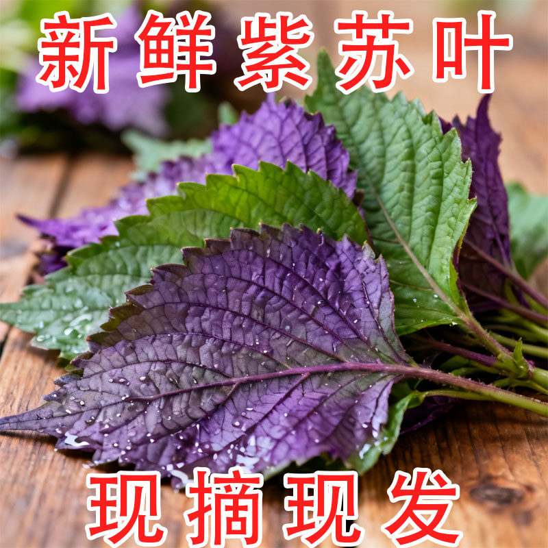 现摘紫苏叶新鲜食用香料鱼虾蟹牛蛙等去腥提鲜食材无长杆嫩头与叶