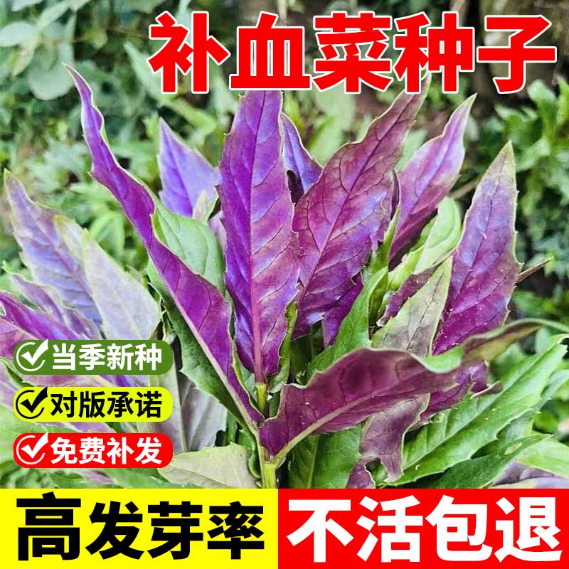 天然补血紫背菜种子天葵血皮菜红凤菜四川特色营养观音菜蔬菜种籽