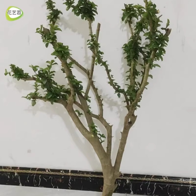 小叶女贞水培毛叶丁香老桩造型树澳洲丁香木四季常青观叶一物一拍