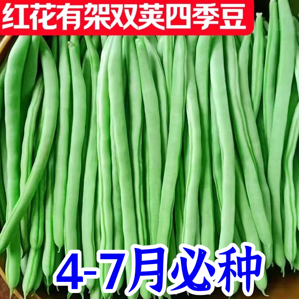 双花双荚红花有架四季豆新鲜早熟45天耐热耐寒软糯无筋无丝肉豆角