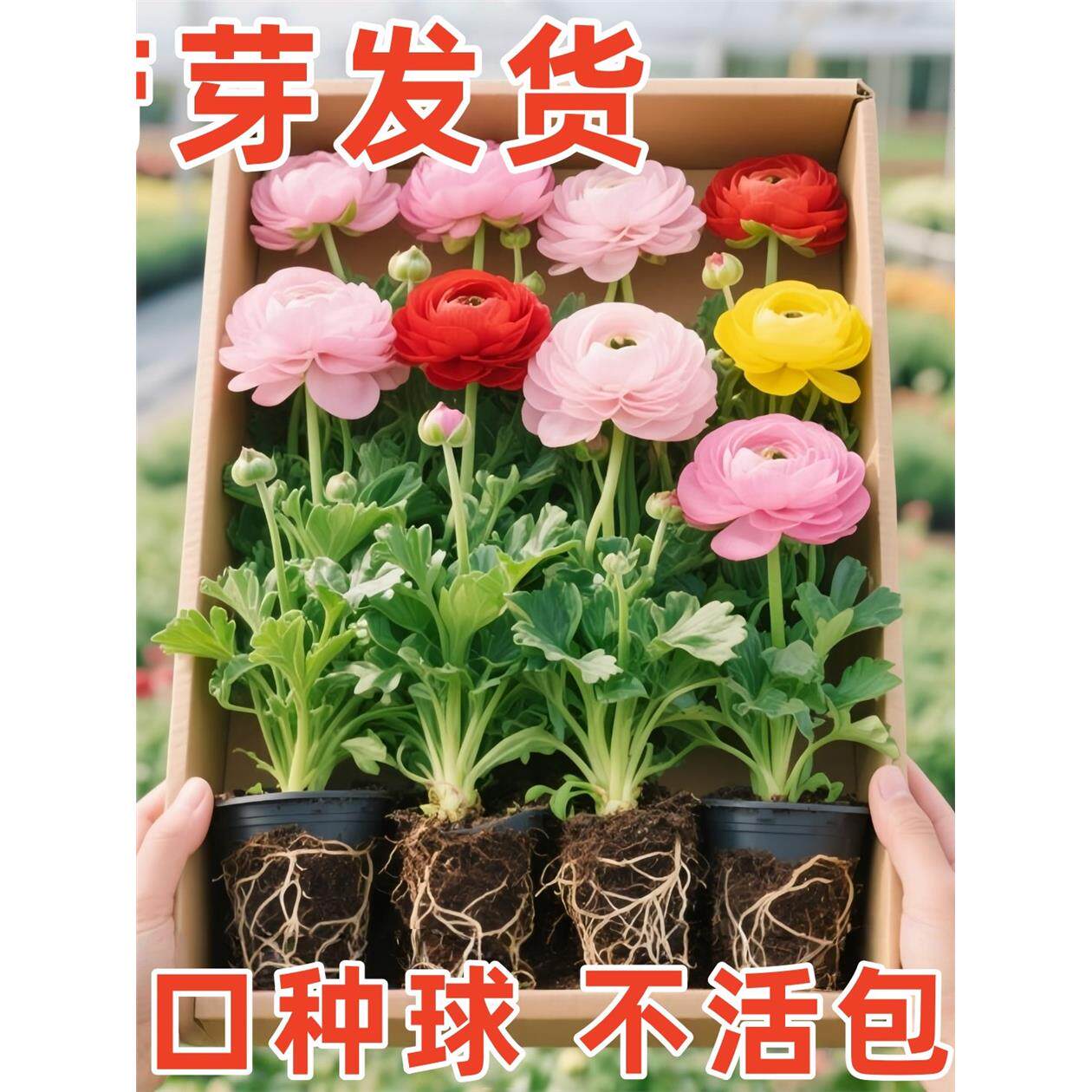 进口花毛茛种球洋牡丹蝴蝶花种花苗盆栽好养易活花卉绿植植物带花