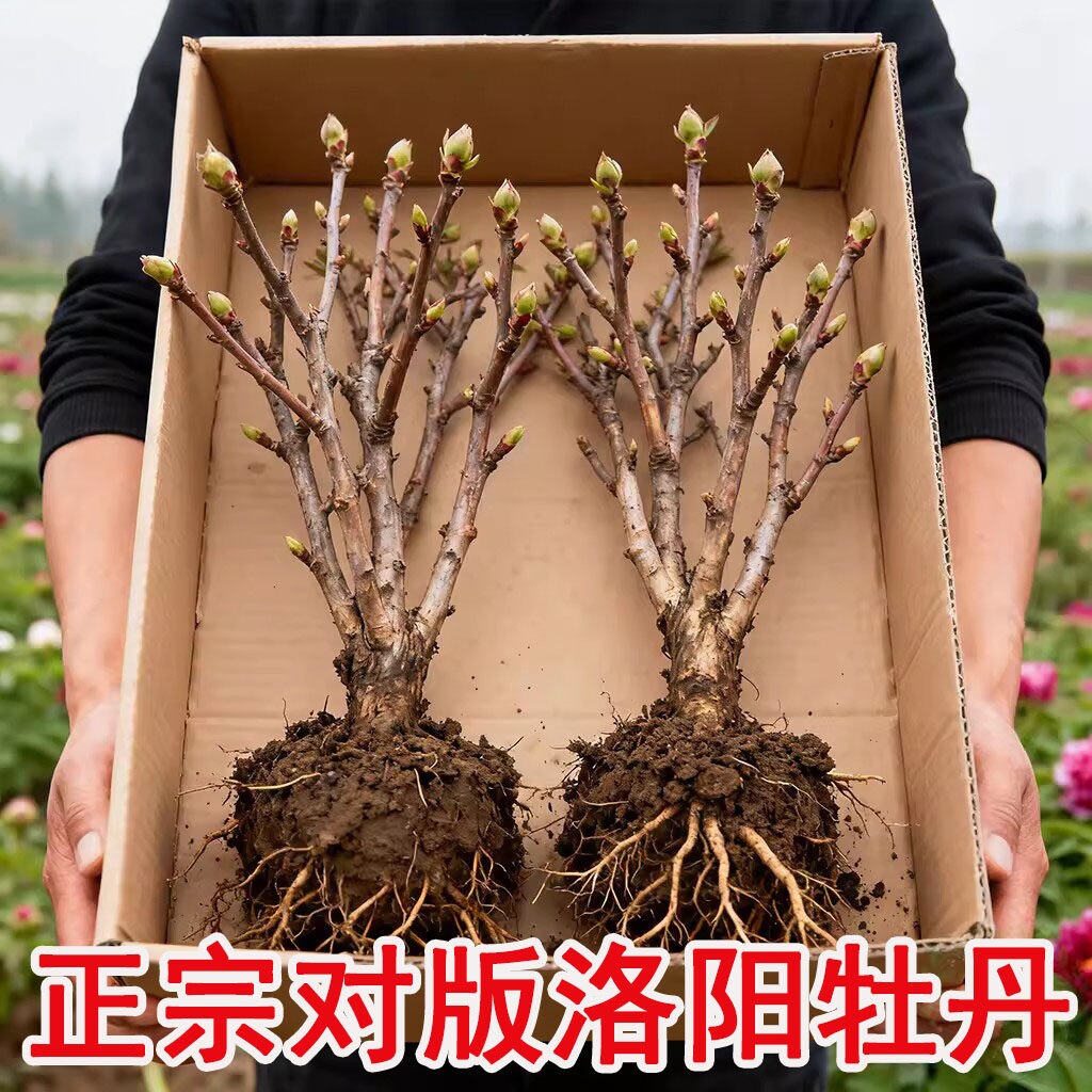 正宗洛阳牡丹花苗大苗花卉植物缠枝牡丹客厅易活好养盆栽庭院树苗