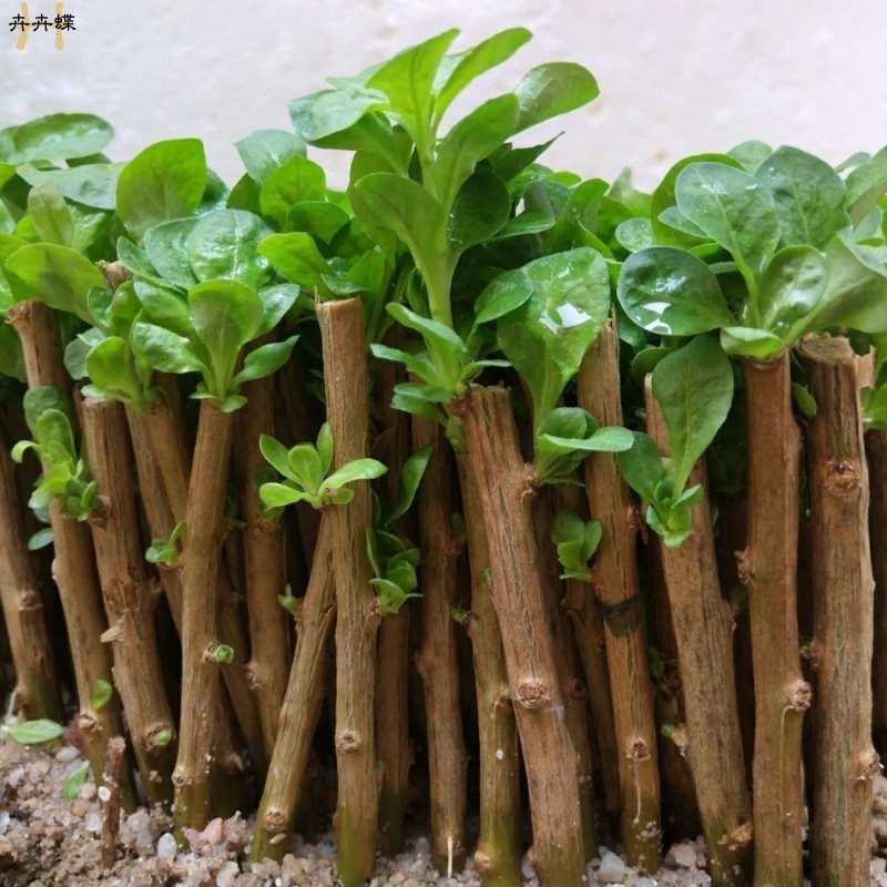 爆款家庭阳台可吃用大叶枸杞菜苗盆景树苗庭院枸杞叶新鲜食用当季