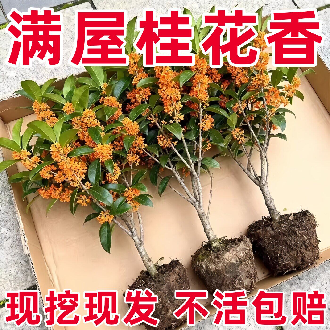 金桂树盆栽地栽庭院种植阳台耐寒浓香型花卉桂花树苗好养基地直销