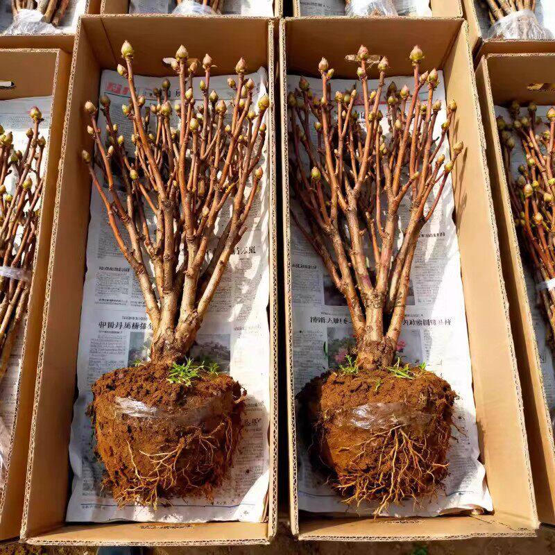 正宗洛阳牡丹花苗大苗花卉植物缠枝牡丹客厅易活好养盆栽庭院树苗