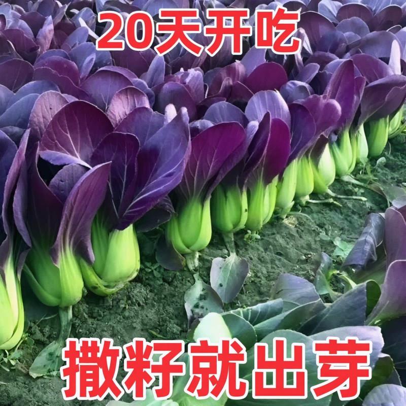紫罗兰紫油菜种籽上海青抗寒抗热小油菜青梗菜耐寒新鲜蔬菜种子