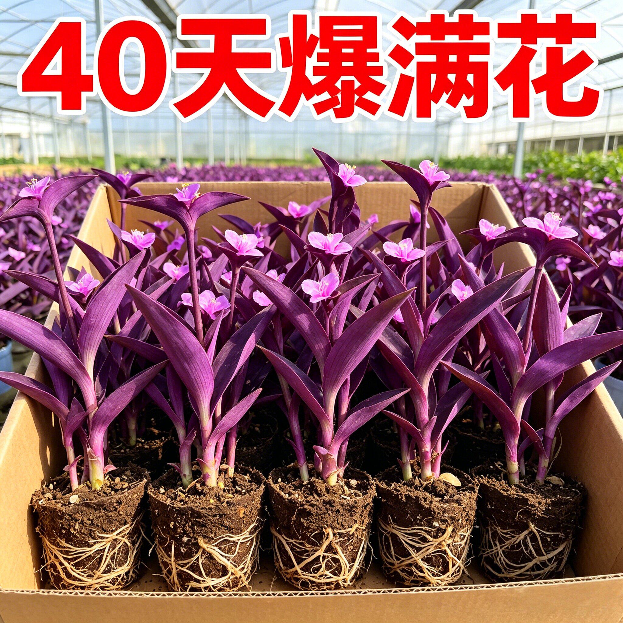 紫竹梅盆栽紫色吊兰紫罗兰喜光好养耐寒植物鸭芷草室内外花卉绿植