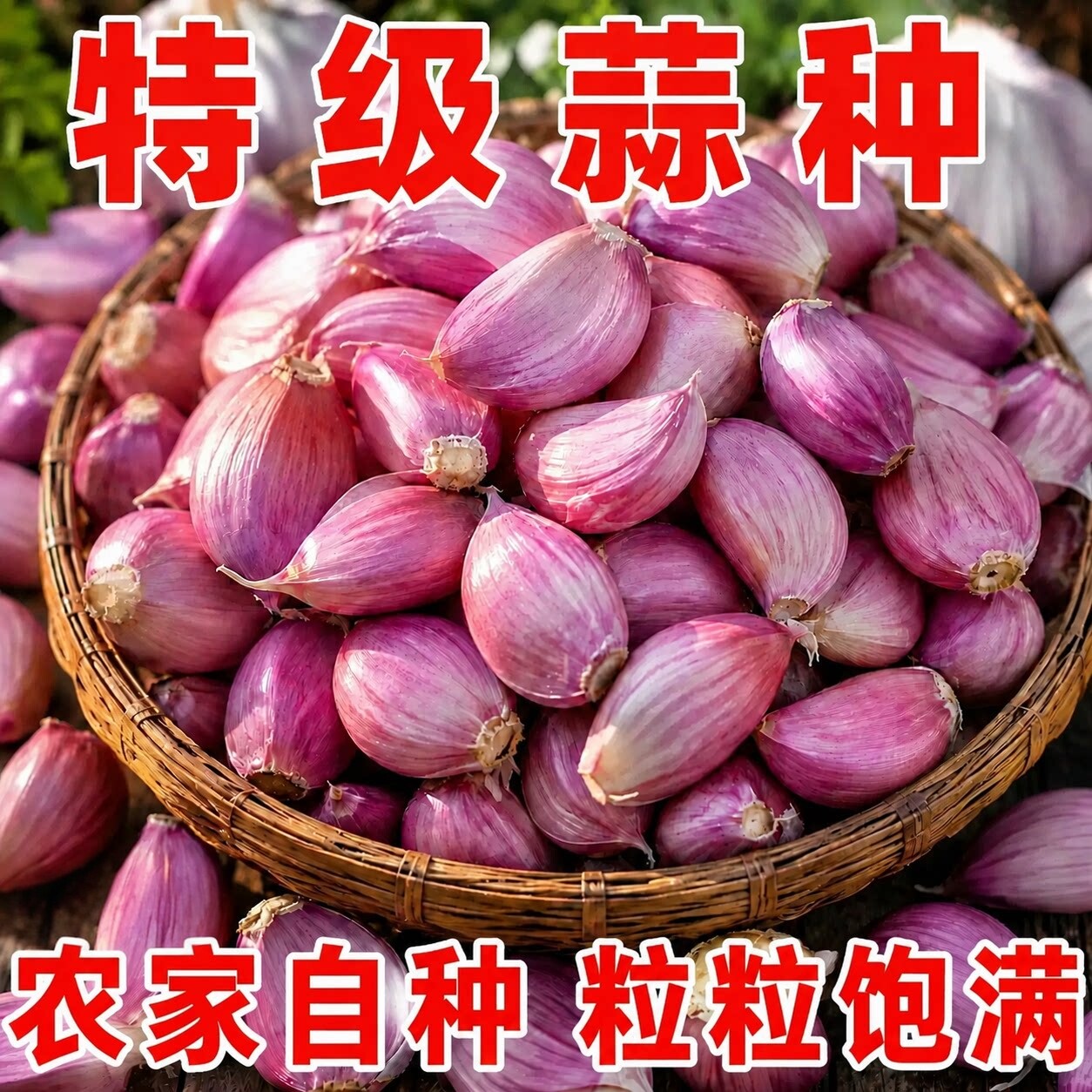 老品种紫皮大蒜种子蒜种蒜瓣出蒜苔蒜苔红皮干蒜红根蒜苗四季可种
