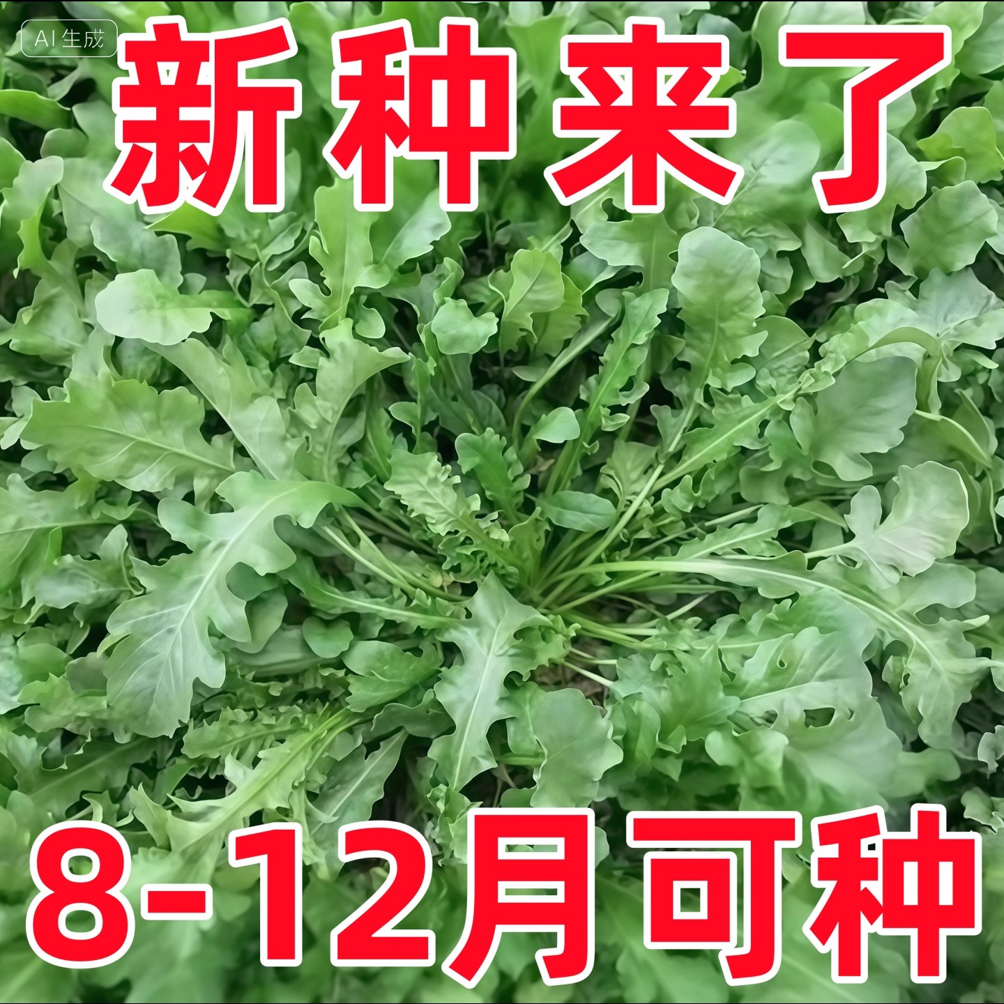 野生荠荠菜种子四季大叶荠菜籽阳台庭院盆栽高产芨芨蔬菜种孑大全