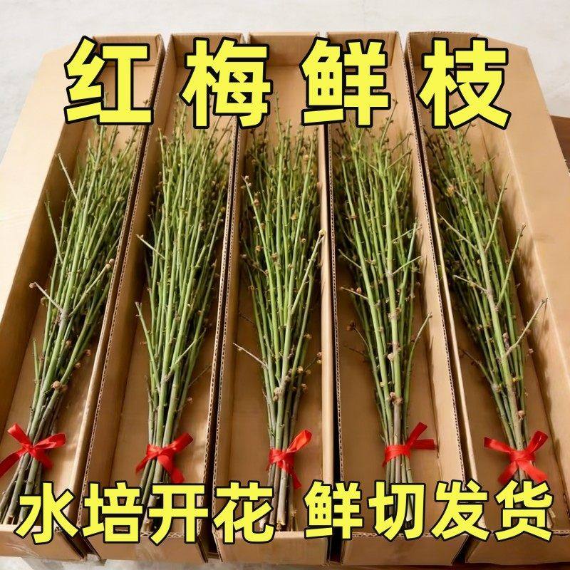 红梅干枝水培真花鲜枝雪柳带花苞腊梅鲜切花卉植物室内桃花枝客厅,鲜花速递/花卉仿真/绿植园艺,红掌/凤梨/温室花卉,淘宝优惠券,粉丝福利购,淘宝优惠卷
