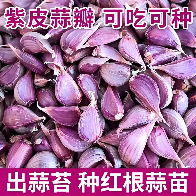 紫皮红皮蒜瓣粒种子2026紫皮蒜纯手工剥可吃可做种红硬叶出蒜苔