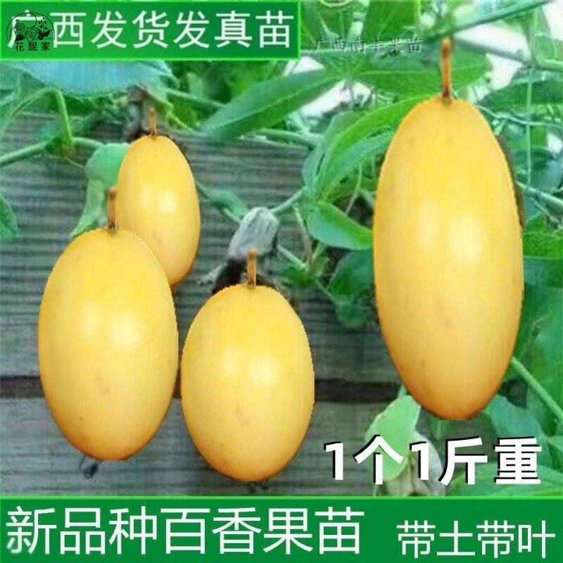 新品种台湾香蜜百香果苗甜蜜百香果苗四季可种特大百香果超级大号