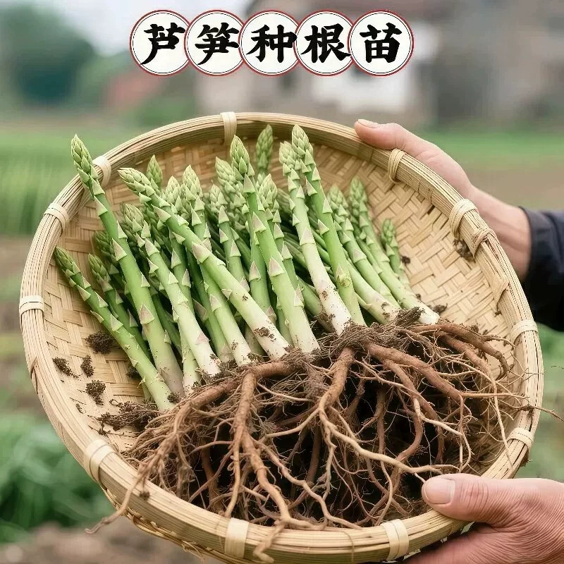 当年可采精品芦笋根苗带芽现挖绿紫芦笋苗根阳台盆栽庭院地栽种植