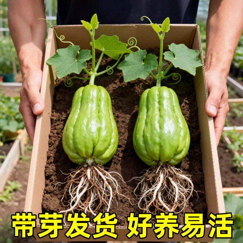 佛手瓜种瓜苗老瓜发芽带芽新鲜当季青皮龙须菜瓜菜可吃茎叶佛手瓜
