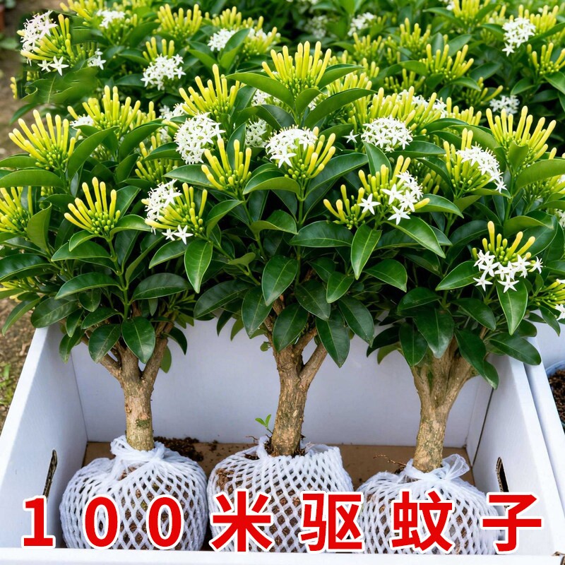 夜来香盆栽花树苗老桩带花苞室内外驱蚊花卉植物庭院阳台好养易活