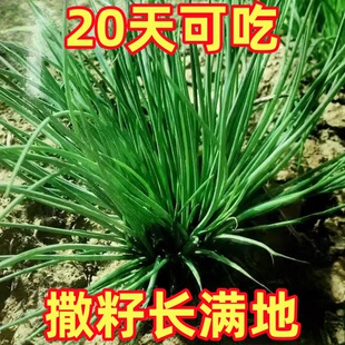 沙葱种子野生蒙古韭种籽年多次收割多生四季农家菜园阳台盆栽蔬菜