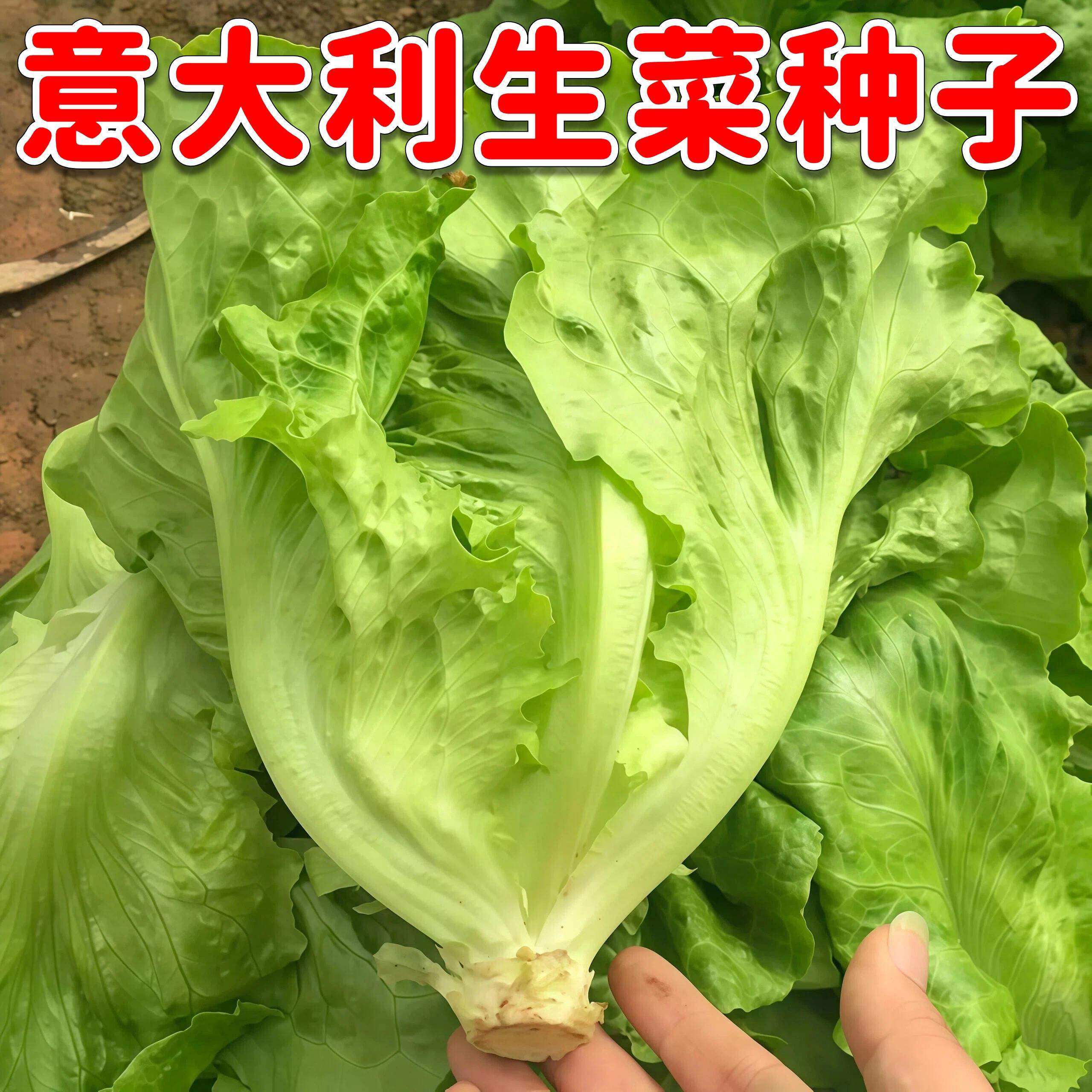 意大利生菜种子四季家庭阳台盆栽生菜耐热耐寒懒人易种农家蔬菜籽