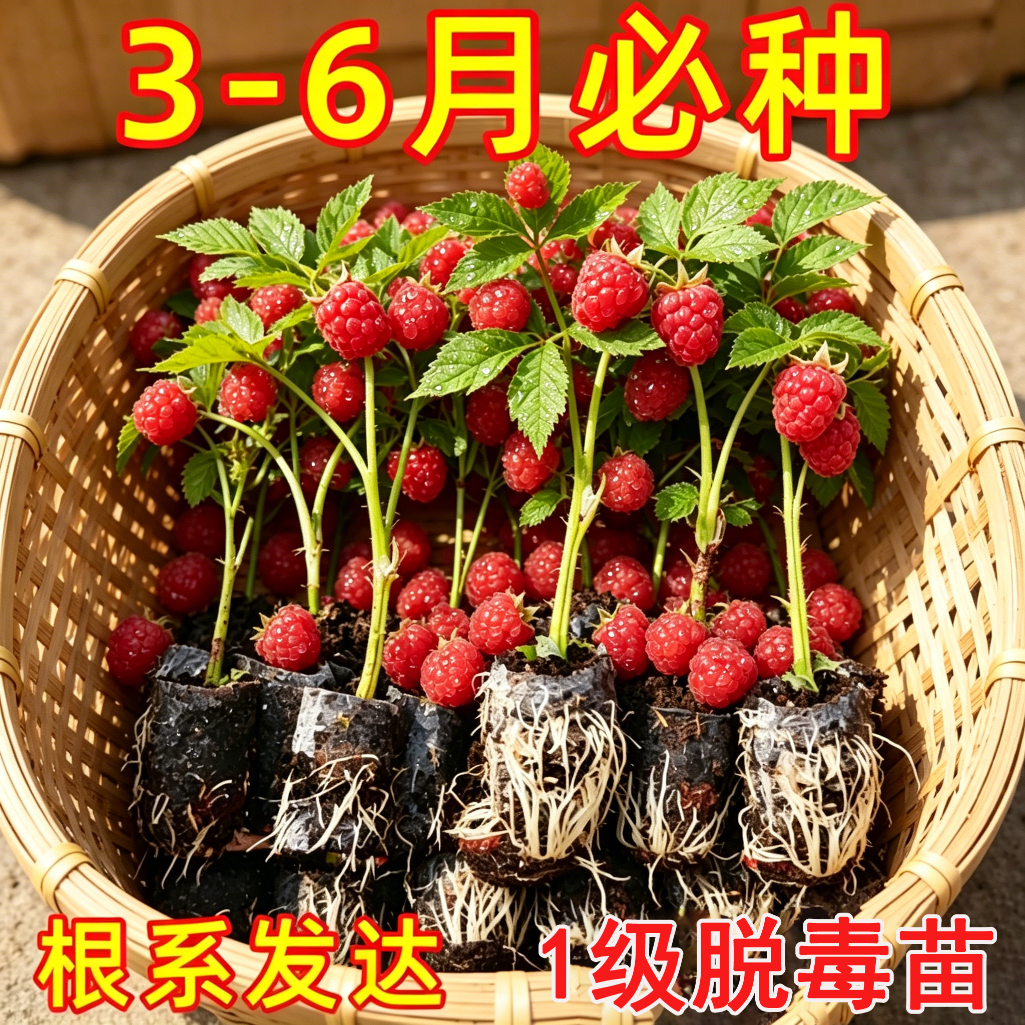 黑莓黑树莓三冠王黑丝丁落晚先生家庭盆栽阳台露台庭院花园水果苗
