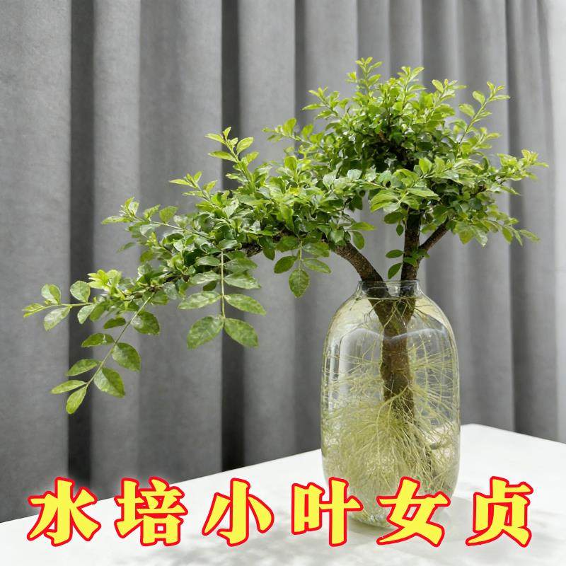 水培植物小叶女贞鲜切枝绿植绿叶居家软装茶桌摆件阳台易成活盆栽,鲜花速递/花卉仿真/绿植园艺,红掌/凤梨/温室花卉,淘宝优惠券,粉丝福利购,淘宝优惠卷
