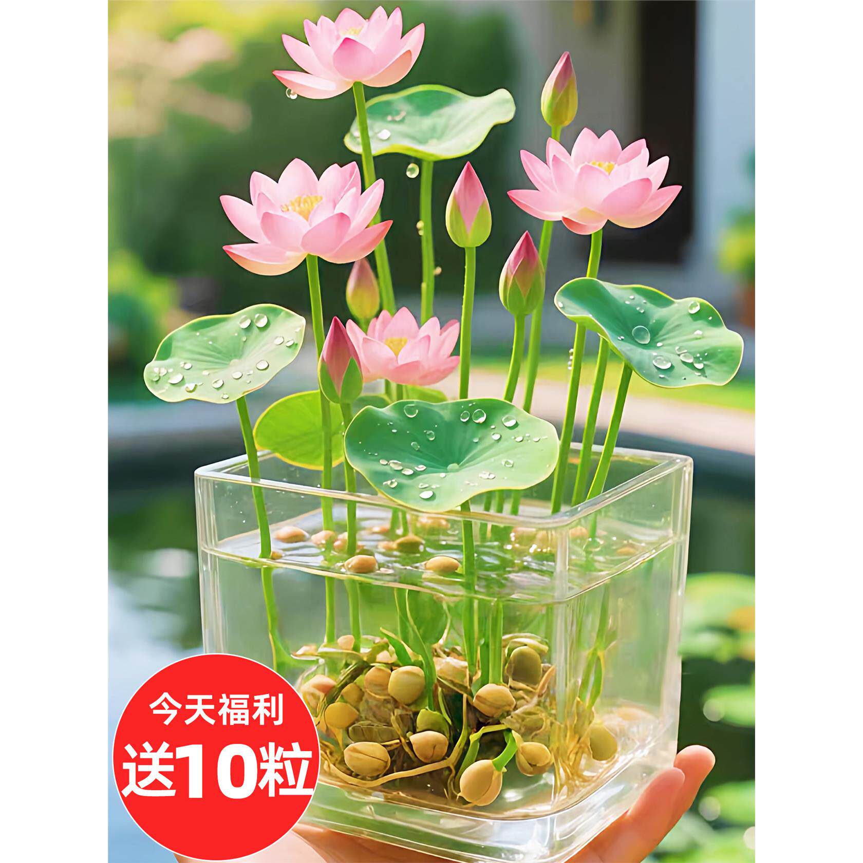 四季睡莲荷花水养植物水培碗莲种子籽种藕莲子荷花铜钱草草籽种孑