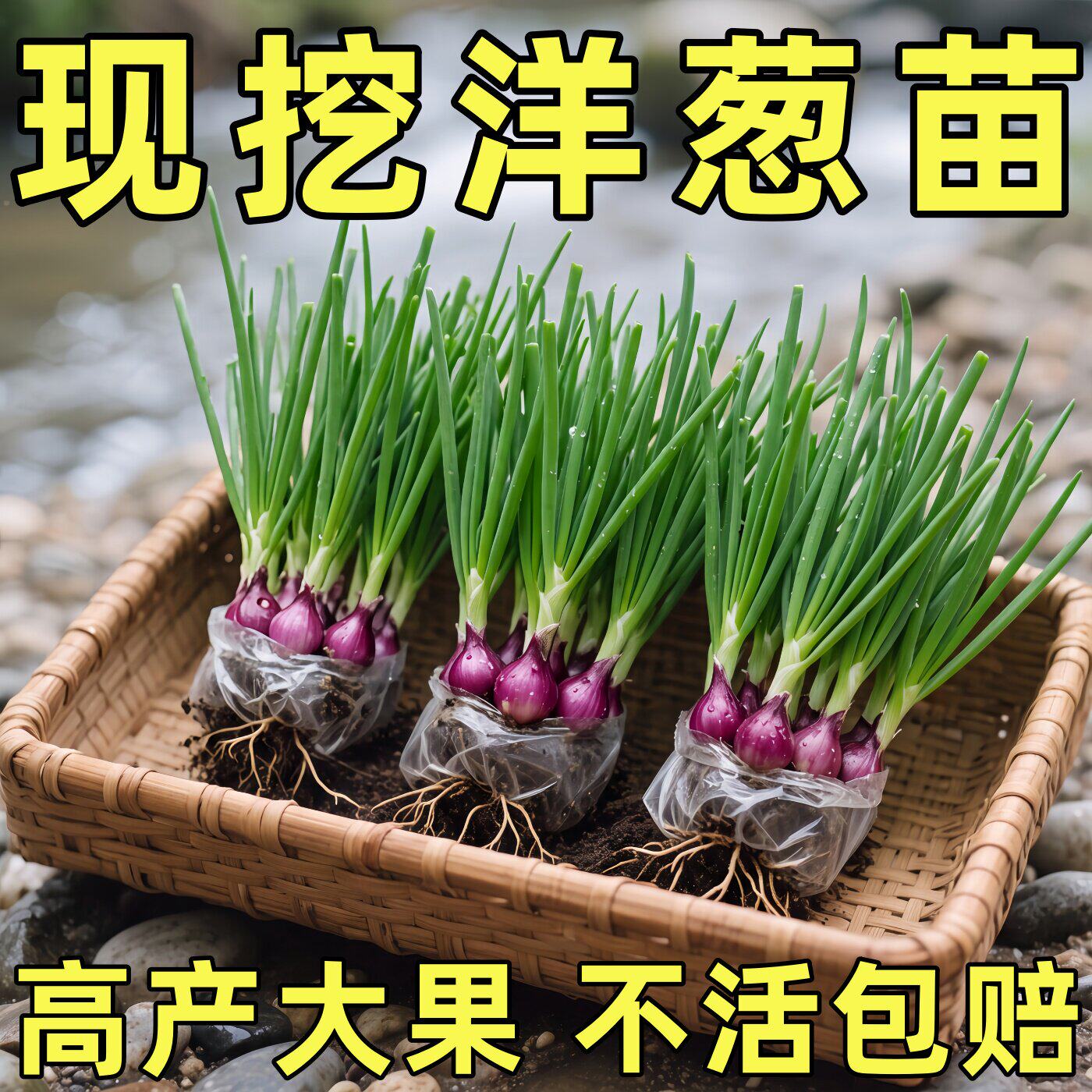 寿光正宗紫皮洋葱苗速生水果洋葱苗老品种红皮现挖现卖蔬菜苗