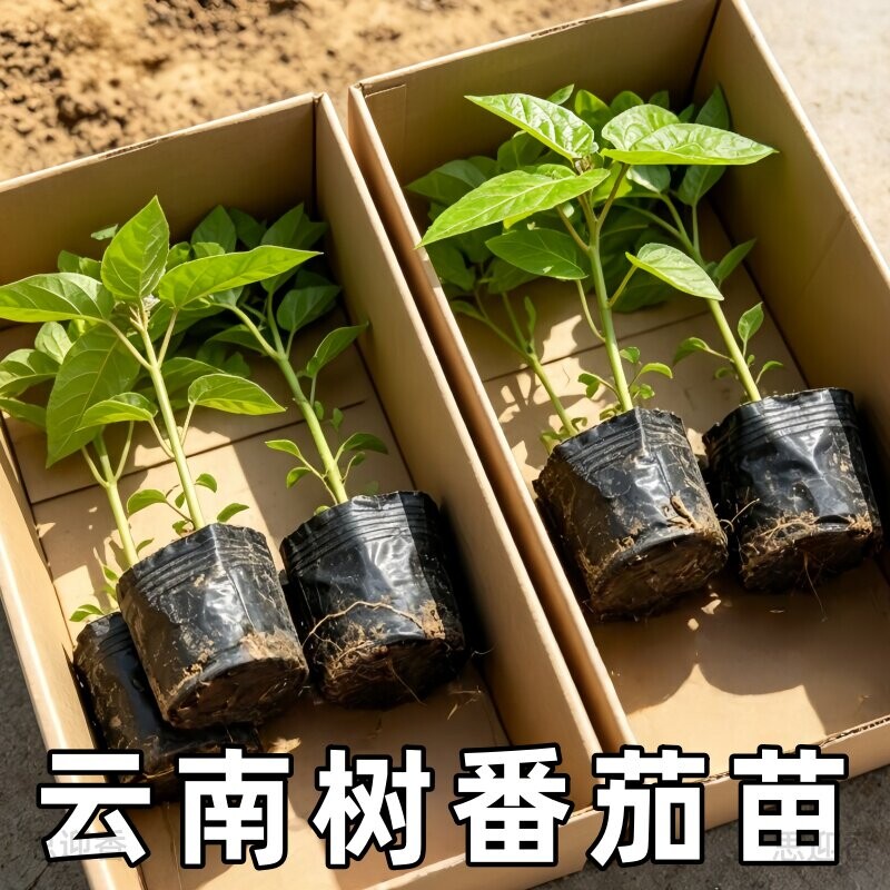 现货现发大树番茄苗子番茄树苗番茄云南特产大树番绿植盆栽