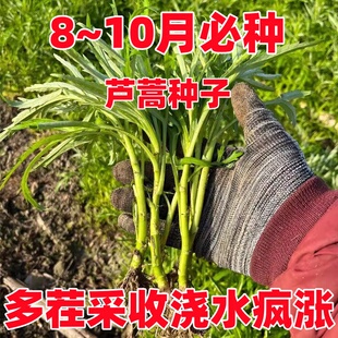 芦蒿种子蔬菜种子南京特产芦蒿种子水篙柳蒿茼蒿菜泥蒿苔四季种植