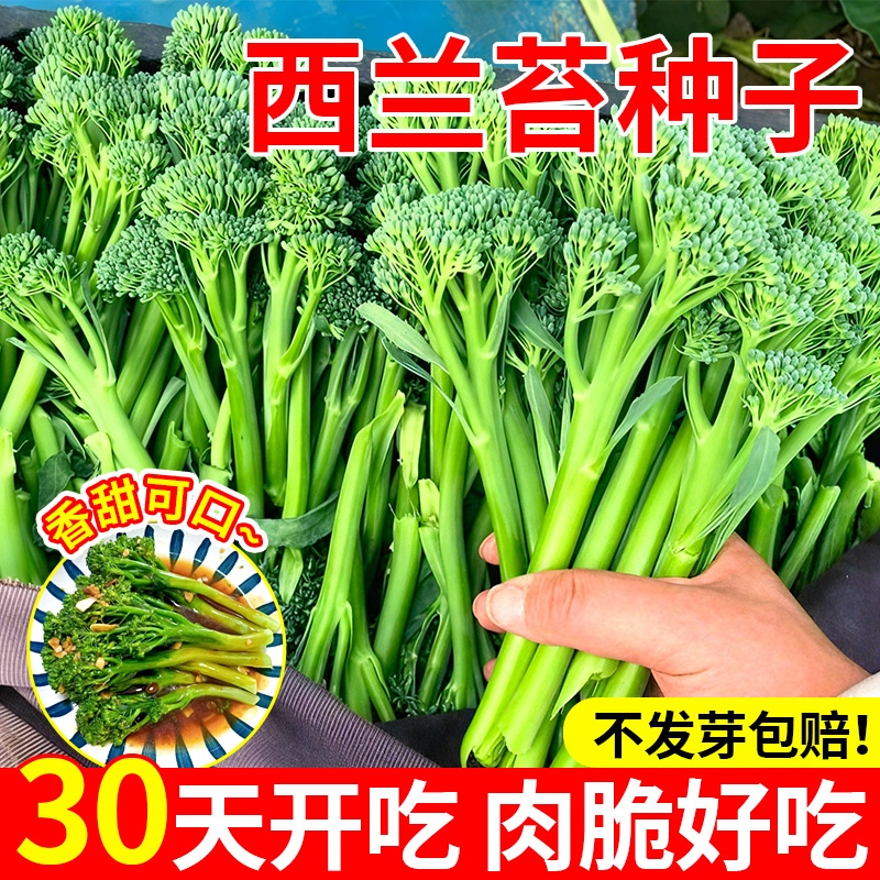 西兰苔种子四季种植早熟高产菜心秧苗西洋芥蓝种子阳台庭院盆栽苗