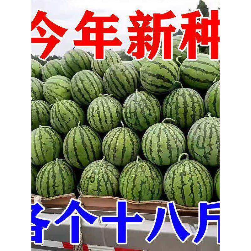 农科院8424麒麟西瓜种子无籽高产冰糖懒人西瓜种子南方四季蔬菜