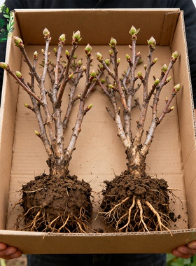 正宗洛阳牡丹花苗大苗花卉植物缠枝牡丹客厅易活好养盆栽庭院树苗