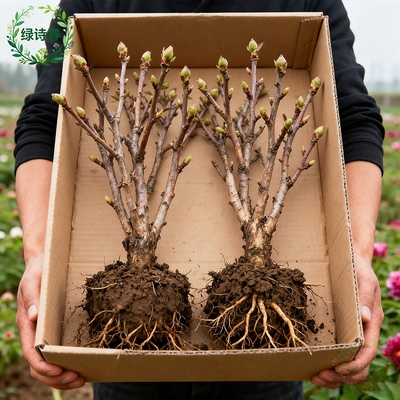 正宗洛阳牡丹花苗大苗花卉植物缠枝牡丹客厅易活好养盆栽庭院树苗