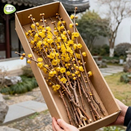 水培腊梅干枝鲜切雪柳红梅枝室内客厅年宵花耐寒好养植物花束鲜花