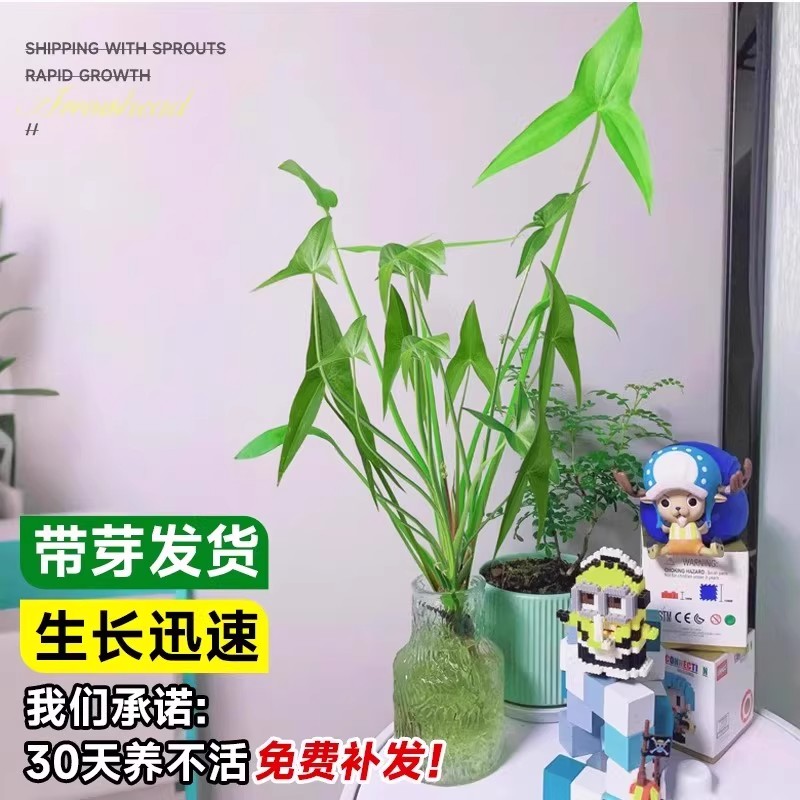 茨菇种球水培植物室内盆栽水草绿植观赏好养活慈菇苗鱼缸净化造景