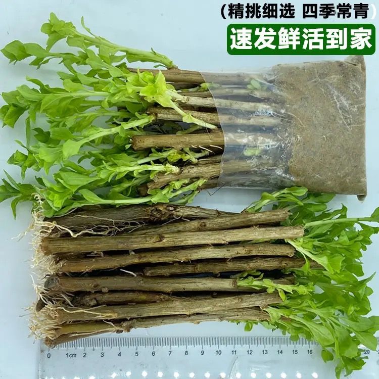 爆款家庭阳台可吃用大叶枸杞菜苗盆景树苗庭院枸杞叶新鲜食用当季