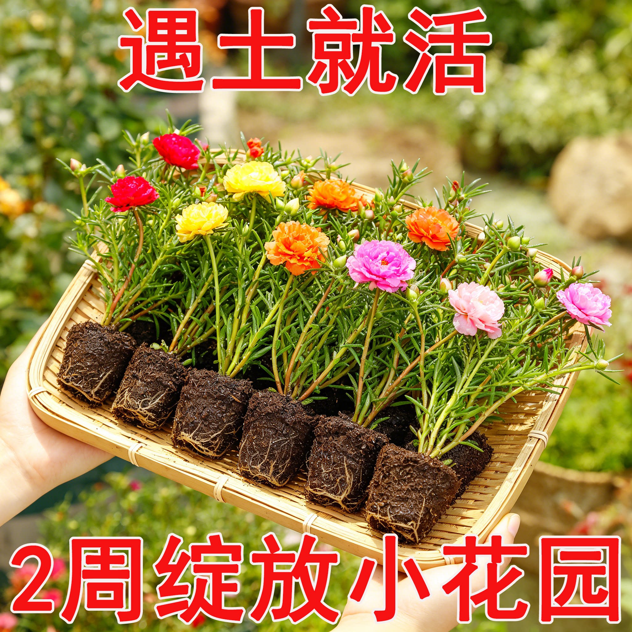 【带根带土】太阳花苗混色重瓣盆栽花四季开花室外阳台庭院