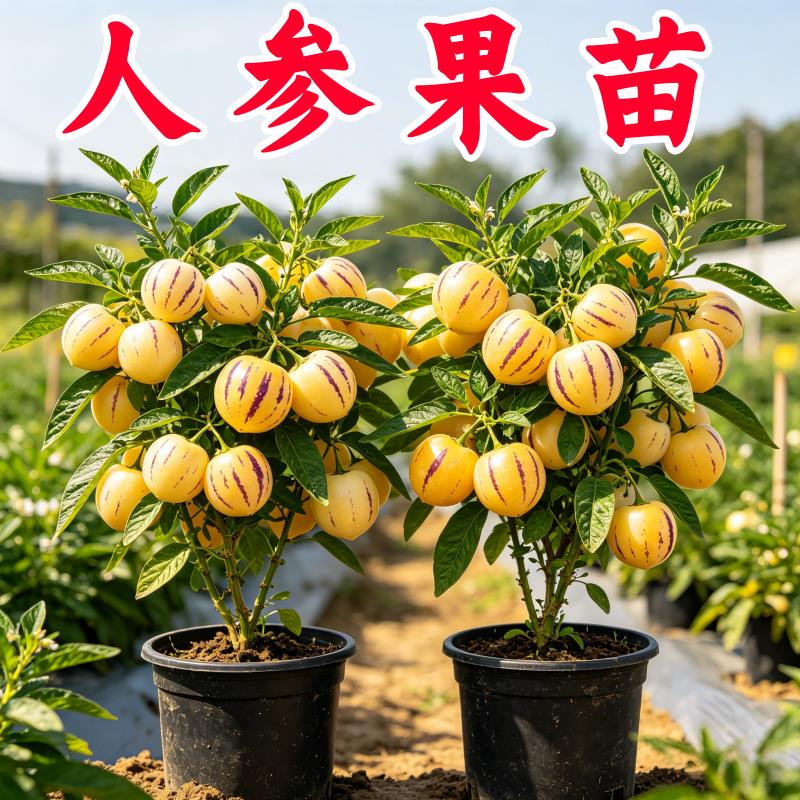 人参果树果苗大苗带土当年结果人叁果苗特大号盆栽水果种子苗秧苗
