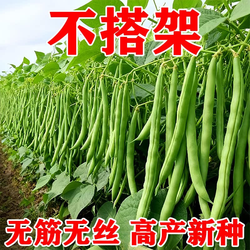 四季豆种子无架早熟地豆豆角种子矮生不用搭架可盆栽蔬菜芸豆种子