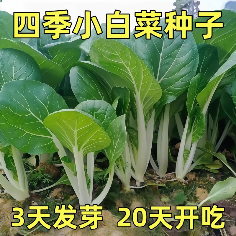 四季小白菜种子青菜油白菜庭院大面积种植耐高温四季可种蔬菜种籽