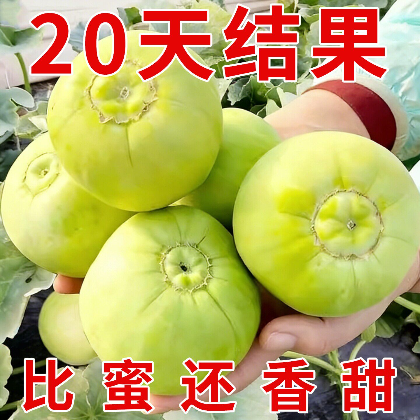 冰糖甜瓜日本甜宝超甜盆栽水果大棚阳台高产四季易成活懒人